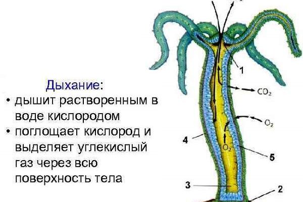 Кракен дарк шоп