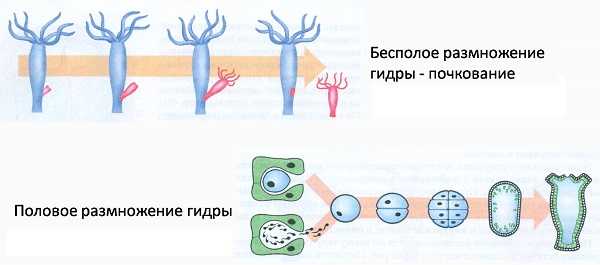 Kraken ссылка тор